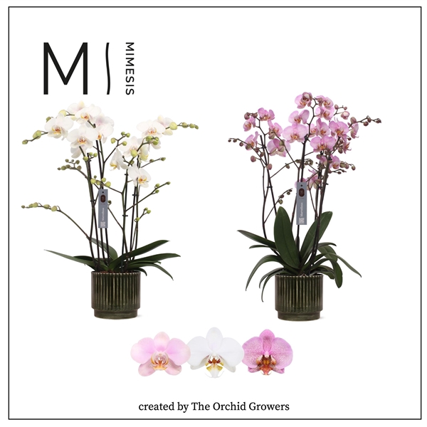 <h4>Mimesis Phal. Marvellous Mix - 50+ flowers 17cm in Nella Forest ceramic</h4>