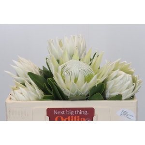 Protea Cyn. Ayoba Arctic Ice