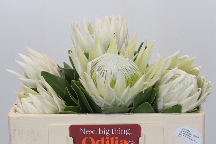<h4>Protea Cyn. Ayoba Arctic Ice</h4>