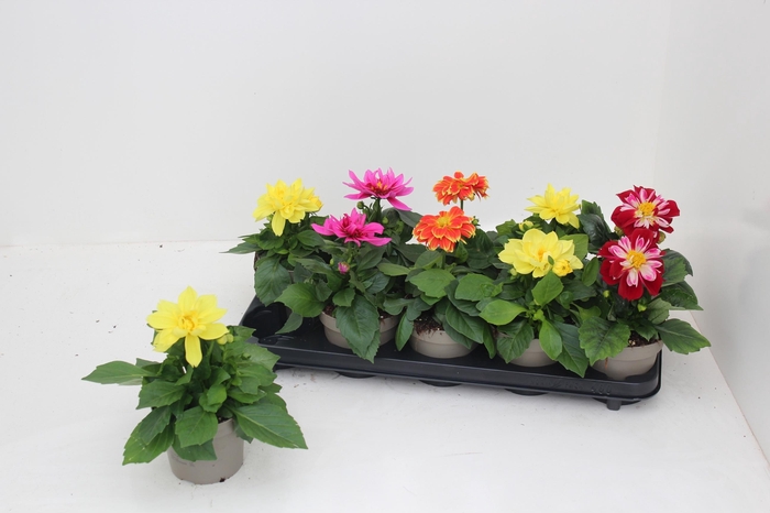 <h4>DAHL L ME GEM</h4>