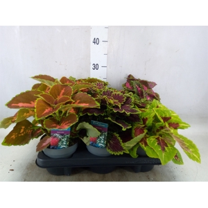 Plectranthus col.   ...mix