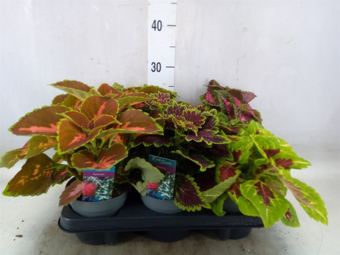 <h4>Plectranthus col.   ...mix</h4>