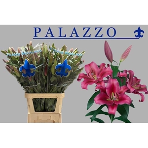 LI OT PALAZZO