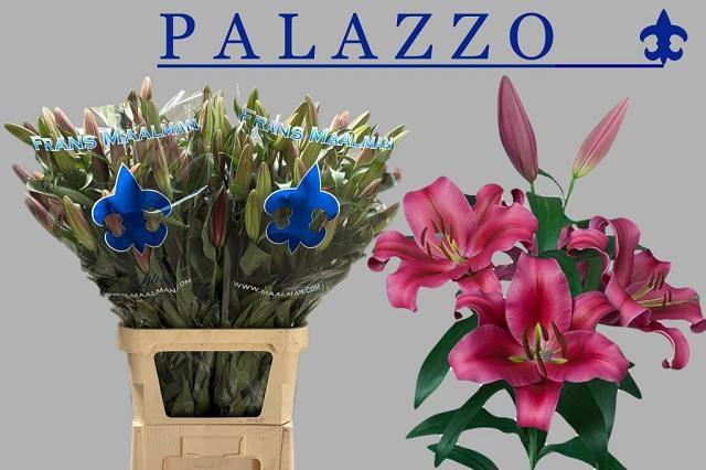 <h4>LI OT PALAZZO</h4>
