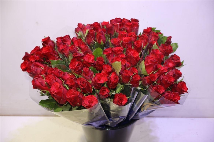 <h4>R Gr Red Torch X10</h4>