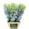 Delphinium Aurora White Super