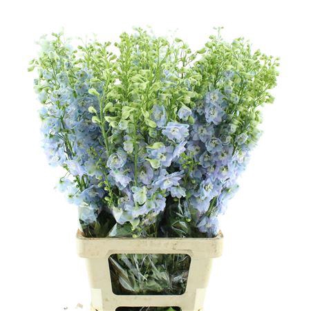 Delphinium Aurora White Super