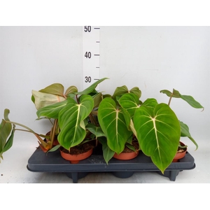 Philodendron gloriosum