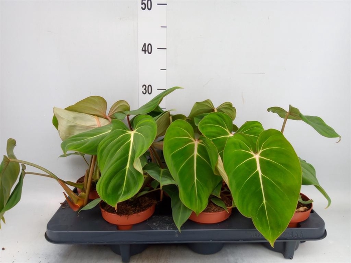 <h4>Philodendron gloriosum</h4>