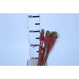ANANAS VERMELHO