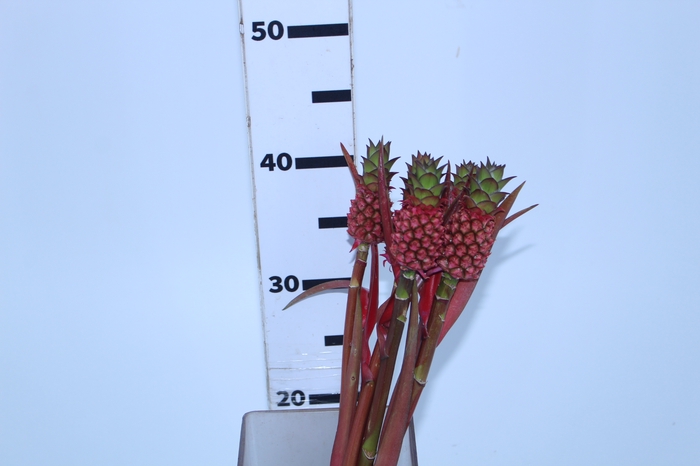 ANANAS VERMELHO