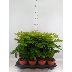 Schefflera arbor. 'Nora'