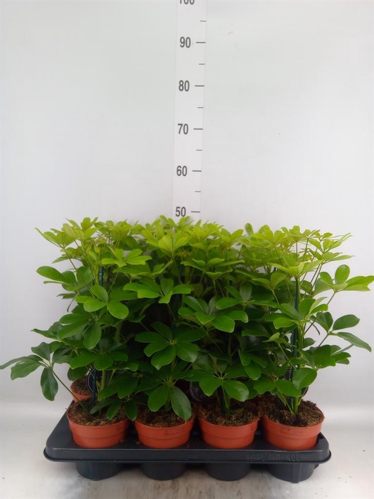 <h4>Schefflera arbor. 'Nora'</h4>