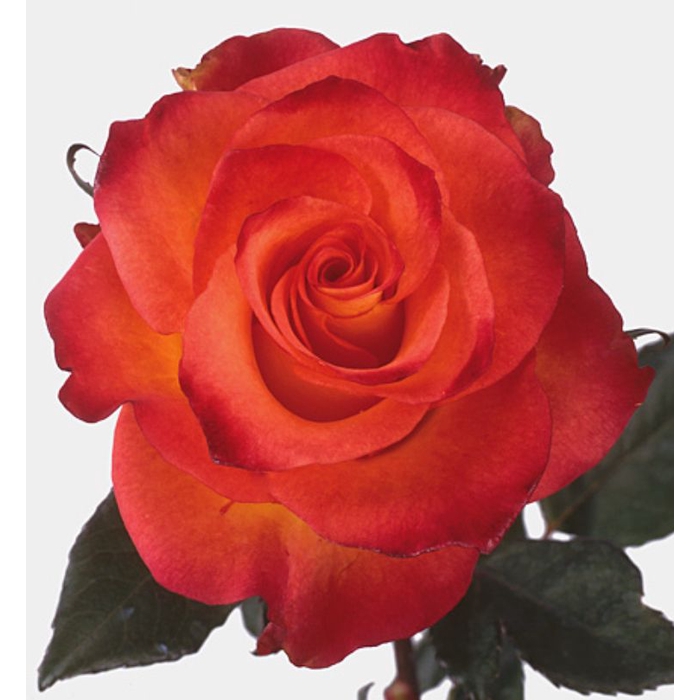 <h4>Rosa Inka</h4>