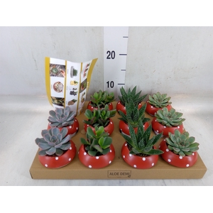 Arr.  Succulents L%
