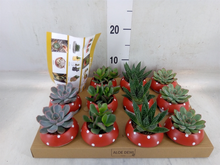 <h4>Arr.  Succulents L%</h4>