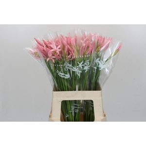 Nerine Vesta K