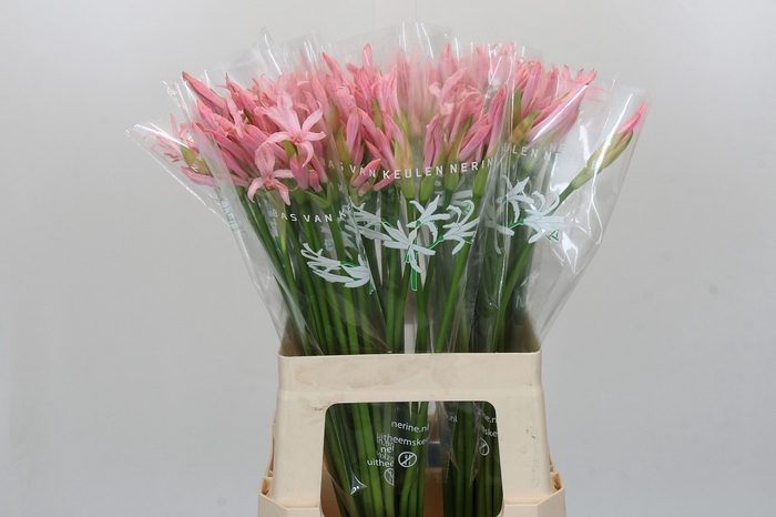 <h4>Nerine Vesta K</h4>