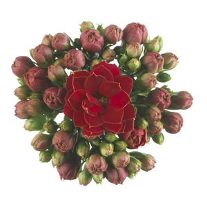 Kalanchoe Calandiva Rubio