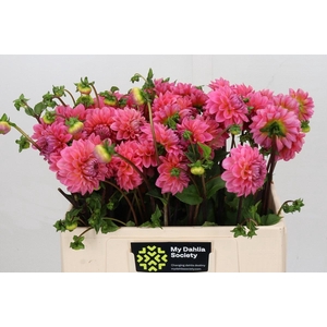Dahlia Doris Duke