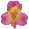 ALSTROEMERIA CHANEL 080 CM