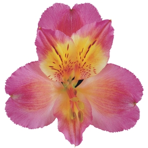 ALSTROEMERIA CHANEL 080 CM