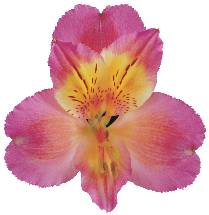 <h4>ALSTROEMERIA CHANEL 080 CM</h4>