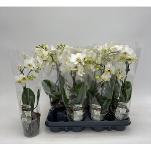 PHAL GEM