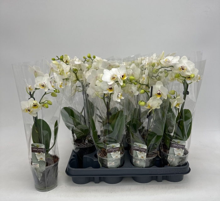 <h4>PHAL GEM</h4>