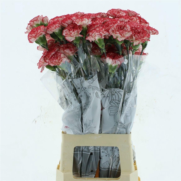 <h4>DI ST SAFARI</h4>