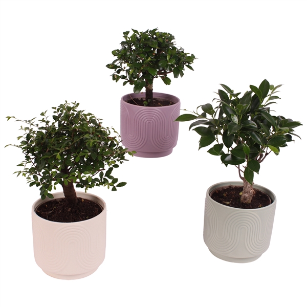 <h4>Bonsai Indoor Mix Ø12cm Ball Shape in Ø13cm Ceramic SE570</h4>