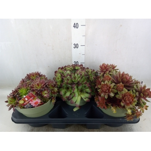 Sempervivum   ...