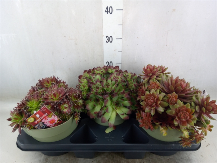 <h4>Sempervivum   ...</h4>