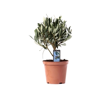 olea sur tige