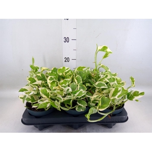 Epipremnum pinn. 'NJoy'