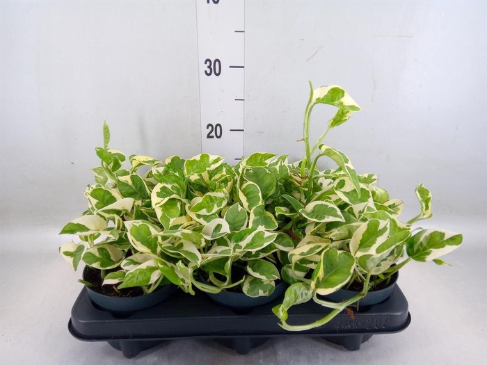 <h4>Epipremnum pinn. 'NJoy'</h4>