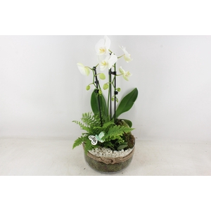 arr2 PL - Bose XL touw phal. wit