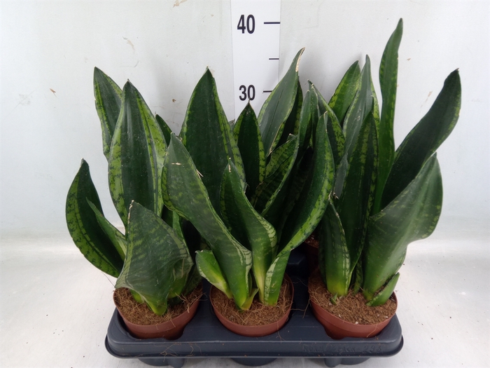 <h4>Sansevieria trifa.   ...</h4>