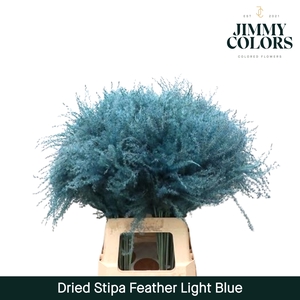 Dried Stipa Feather Light blue