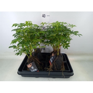 Arr.   Kamerplant Groen H%