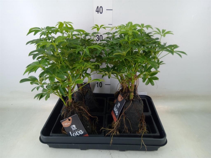 <h4>Arr.   Kamerplant Groen H%</h4>