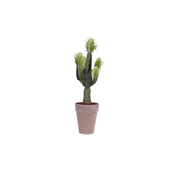 <h4>Euphorbia acruensis grijs</h4>