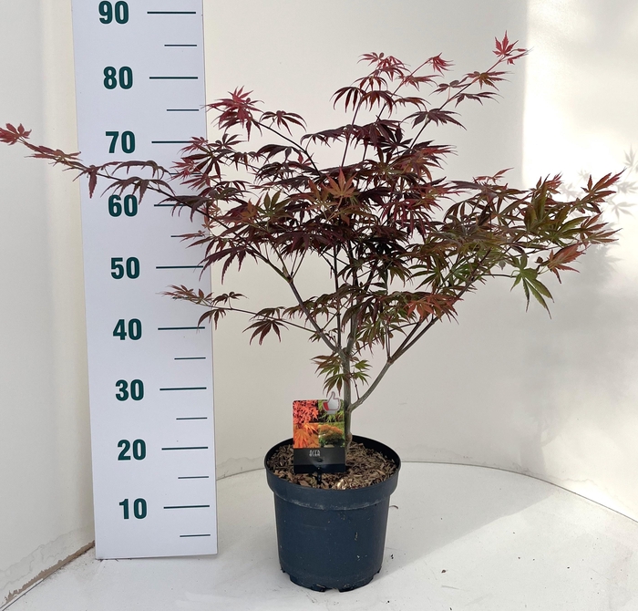 <h4>ACER PA TROMPENBURG</h4>