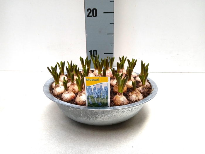 <h4>MUSCAR ARMENIACUM</h4>