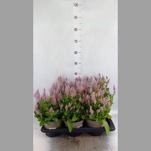 Ptilotus exaltatus 'Joey'