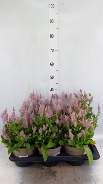 <h4>Ptilotus exaltatus 'Joey'</h4>