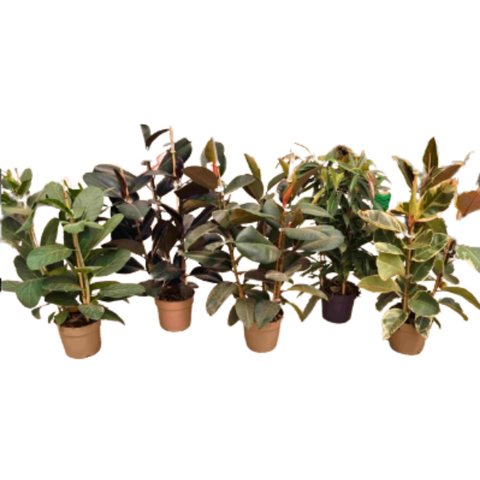 <h4>Ficus overig gemengd 3 soorten</h4>