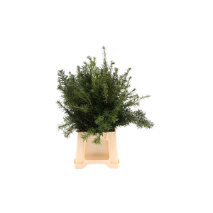 Conifeer Taxus Groen