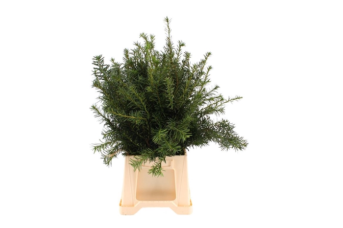 <h4>Conifeer Taxus Groen</h4>