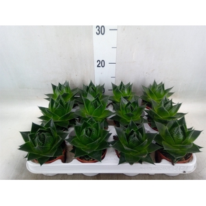 Aloe aristata 'Cosmo'
